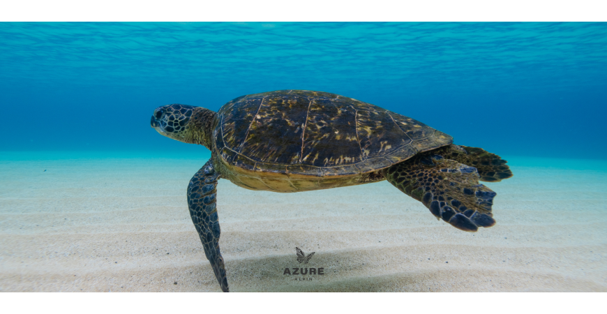 Pollution plastique : comment l’eau pétillante maison réduit votre empreinte environnementale 