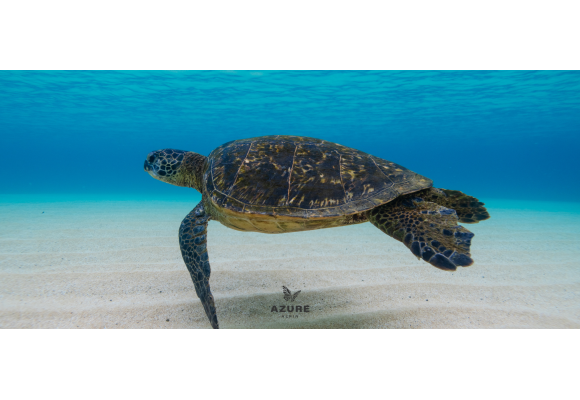 Pollution plastique : comment l’eau pétillante maison réduit votre empreinte environnementale 